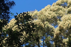 Olea capensis macrocarpa