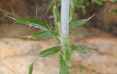 Berkheya angustifolia