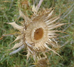 Berkheya angustifolia