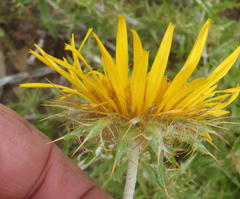 Berkheya angustifolia