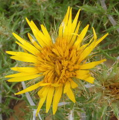 Berkheya angustifolia