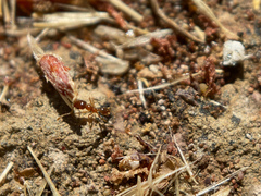 Pheidole californica