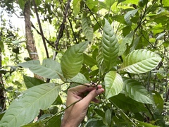 Palicourea domingensis