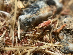 Pheidole californica