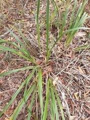 Dianella brevipedunculata