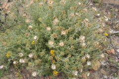 Berkheya angustifolia