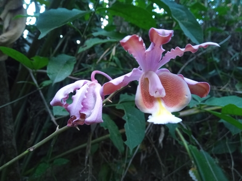 Myrmecophila grandiflora