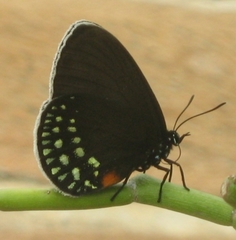Eumaeus minyas
