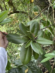Ardisia glauciflora