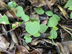 Peperomia serpens