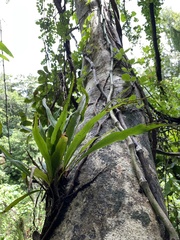 Pleopeltis marginata