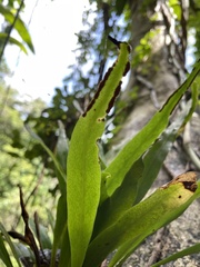 Pleopeltis marginata
