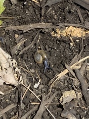 Oxychilus draparnaudi