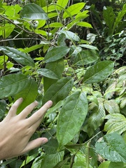 Nectandra coriacea