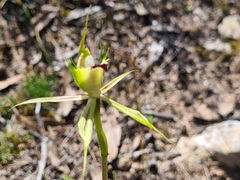 Caladenia stricta