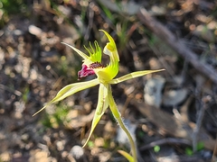 Caladenia stricta
