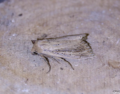 Nonagria typhae