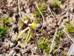 Caladenia stricta