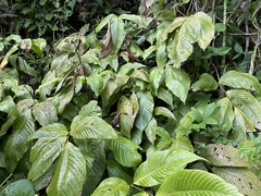 Mickelia pergamentacea