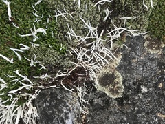 Thamnolia vermicularis