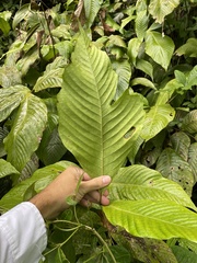 Mickelia pergamentacea
