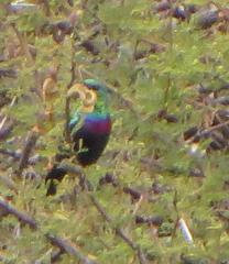 Cinnyris bifasciatus microrhynchus