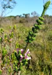 Erica verticillata