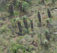 Aloe marlothii marlothii