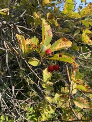 Crataegus succulenta