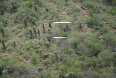 Aloe marlothii marlothii