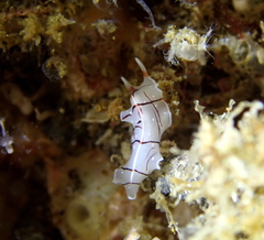 Eurylepta californica