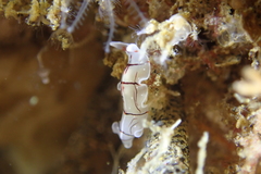 Eurylepta californica