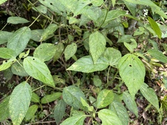 Acalypha bisetosa