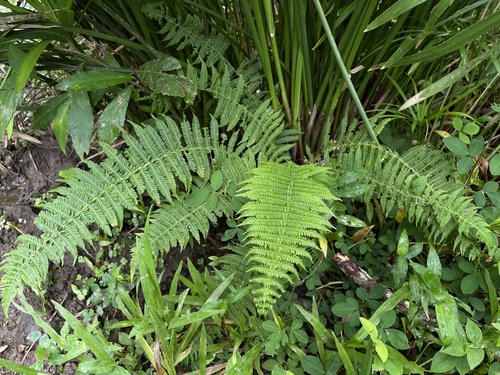 Amauropelta balbisii