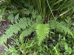 Amauropelta balbisii