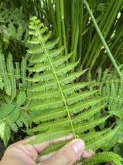 Amauropelta balbisii