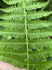 Amauropelta balbisii