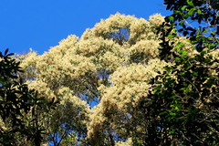 Olea capensis macrocarpa