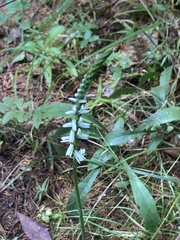 Spiranthes lacera