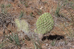 Opuntia polyacantha polyacantha