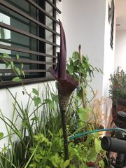 Amorphophallus konjac