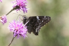 Codatractus bryaxis