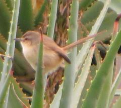 Prinia subflava affinis