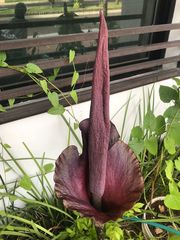 Amorphophallus konjac