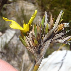 Bobartia macrospatha macrospatha