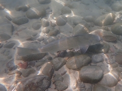 Menticirrhus undulatus