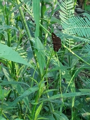 Seseria formosana