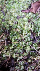Lunularia cruciata