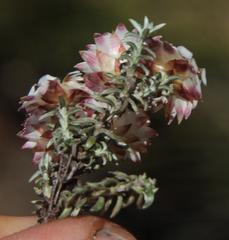 Helichrysum stoloniferum