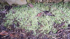 Lunularia cruciata